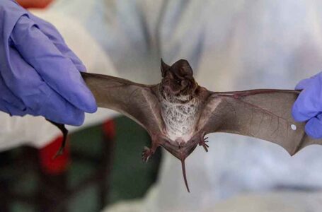 العلماء يكشفون “سرا مميزا” عن الخفافيش …