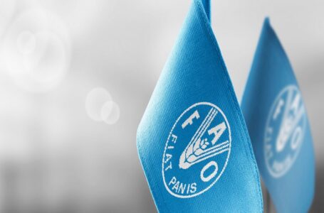 فاو: مؤشر أسعار الغذاء العالمية انخفض في يناير￼