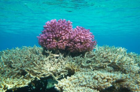 توصية بإنشاء ثلاثة مشاتل جديدة للمرجان في مواقع مختارة بعناية في العقبة￼