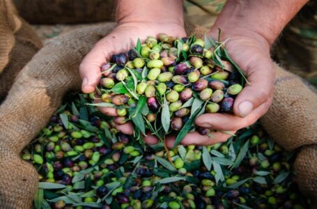 %7.5 ارتفاع كمية الزيتون الواردة إلى المعاصر لموسم 2023￼