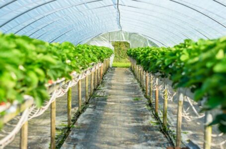 البنك الدولي حوّل 32 مليون دولار لمشروعين يعززان قطاعي الطاقة والزراعة في الأردن