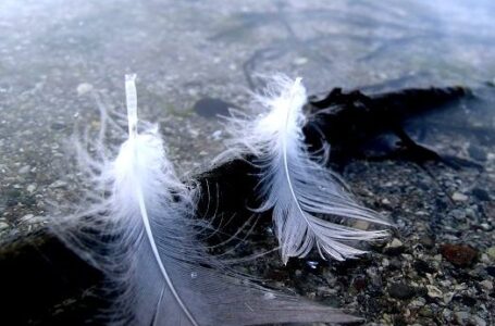 ريشة طائر أغلى من الذهب.. بيعت في مزاد بنيوزيلندا بمبلغ غير متوقع بعد أن كان سعرها 3 آلاف دولار