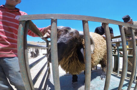 وزير الزراعة: أسعار الأضاحي خلال العيد ستكون بنفس معدل العام الماضي