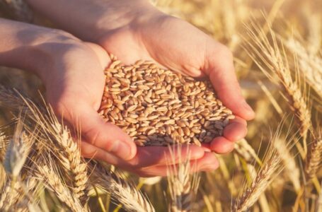 عطاء لشراء كميات من القمح