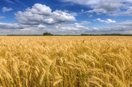 “التجارة والصناعة” تطرح عطاءين لشراء القمح والشعير