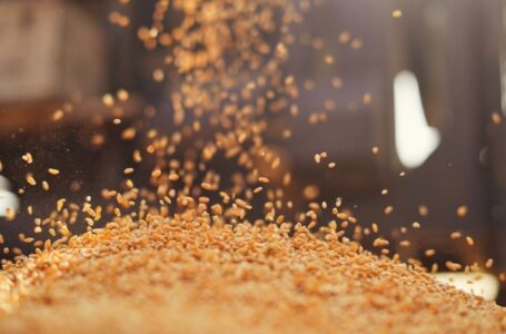 الأردن يطرح عطاء لشراء 120 ألف طن من القمح