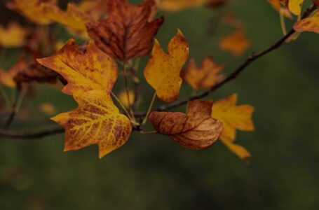 الجمعية الفلكية الأردنية: الأحد بداية فصل الخريف فلكيا
