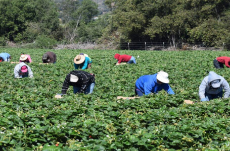 البنك الدولي: أكثر من 16 ألف مزارع استفاد من برنامج “أرضي” لدعم القطاع الزراعي