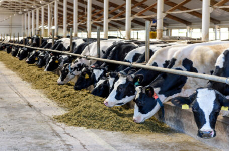 وزارة الزراعة: 1478 رأسا من الأبقار مصابة بالحمى القلاعية في 56 مزرعة…..