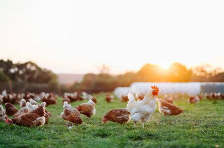 وزارة الزراعة: الأردن حقق اكتفاء ذاتيا بتوفير الدجاج الطازج العام الماضي……       ￼