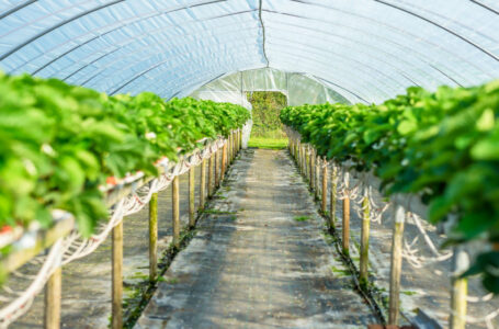 البنك الدولي يحوّل 23.6 مليون دولار للأردن لدعم قطاع الزراعة للتكيّف مع تغير المناخ……..