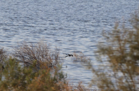 ارتفاع نسبة تخزين السدود إلى 114,14 مليون م³…….      ￼