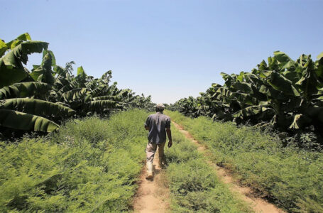 خطة الزراعة المستدامة رفعت القيمة المضافة للقطاع بنحو 84 مليون دينار العام الماضي…….       ￼