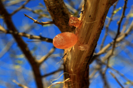النزاع في السودان يهدد إمدادات الصمغ العربي وصناعة المشروبات الغازية……..     ￼