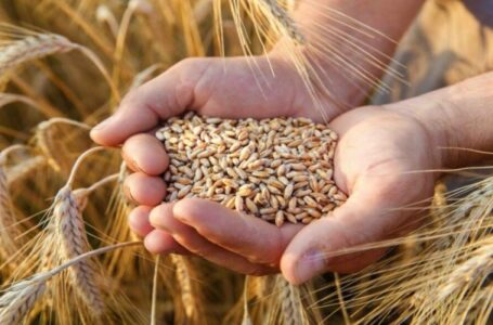 بولندا ترفع جزئياً حظرها على واردات الحبوب الأوكرانية…….