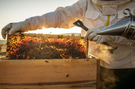 نقابة النّحالين: الأردن ينتج قرابة 800 طن سنويا من العسل……