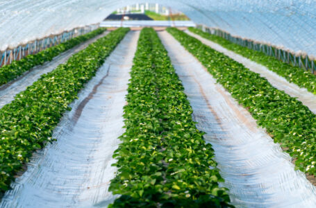 صادرات الأردنية الفلسطينية للمنتجات الزراعية تصل 20 دولة معظمها أوروبي……