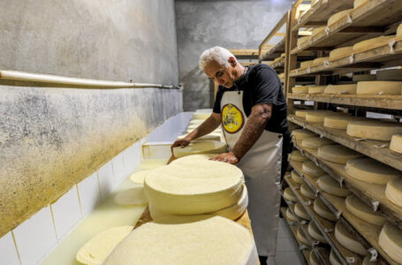 أجبان جزائرية على الطريقة السويسرية من مراعي منطقة القبائل￼