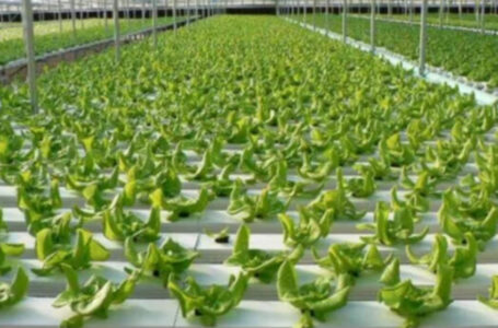 لترشيد المياه.. فرصة استثمارية لإنشاء مشروع زراعة بدون تربة￼