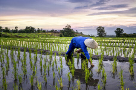 توقعات بارتفاع أسعار الأرز عالميا بعد حظر الهند لبعض صادراتها￼