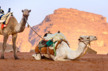 ارتفاع عدد زوار رم الأجانب 98.2% وتراجع الأردنيين 48.7% في 6 أشهر