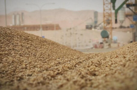 طرح عطاء لتأهيل شركات لمعاينة مستوردات الأردن من الحبوب￼