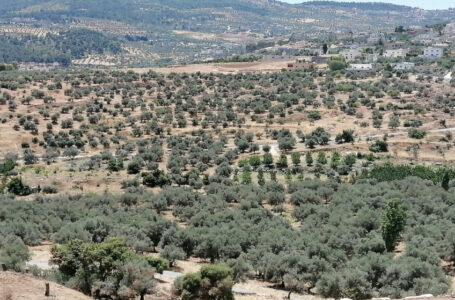 لجنة حصر الاعتداءات على أملاك الدولة توثق 582 اعتداءً في جرش￼