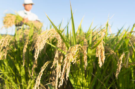 أسعار الأرزّ العالمية في أعلى مستوياتها منذ 13 عاما￼