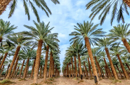 مواويل وأشعار.. النخيل في المأثور الشعبي المصري