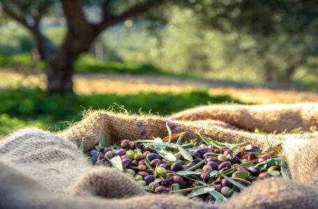 توقع إنتاج قرابة 10 آلاف طن زيتون داخل جرش الموسم الحالي