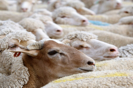 بدء استقبال طلبات حظائر بيع الأضاحي إلكترونيا من اليوم