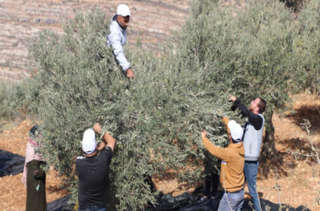 الأمم المتحدة: هجمات المستوطنين مستمرة في الضفة الغربية وندعو لمحاسبتهم